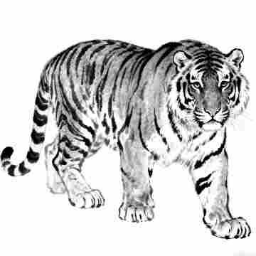 動物類夢境解析
